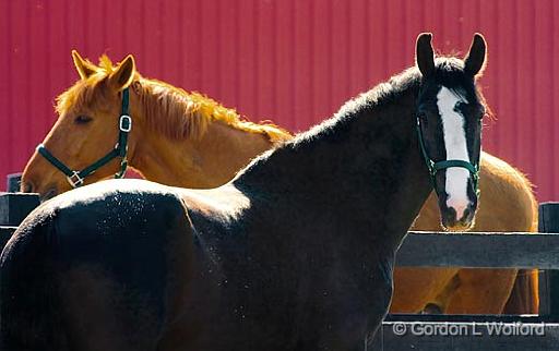Two Horses_48432.jpg - Photographed near Ottawa, Ontario - the Capital of Canada.
